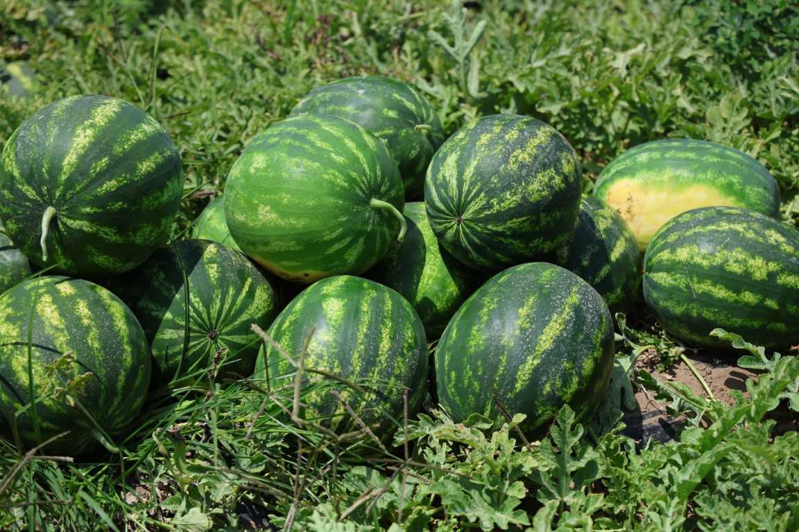 Tescilli Adana karpuzunda hasat zamanı