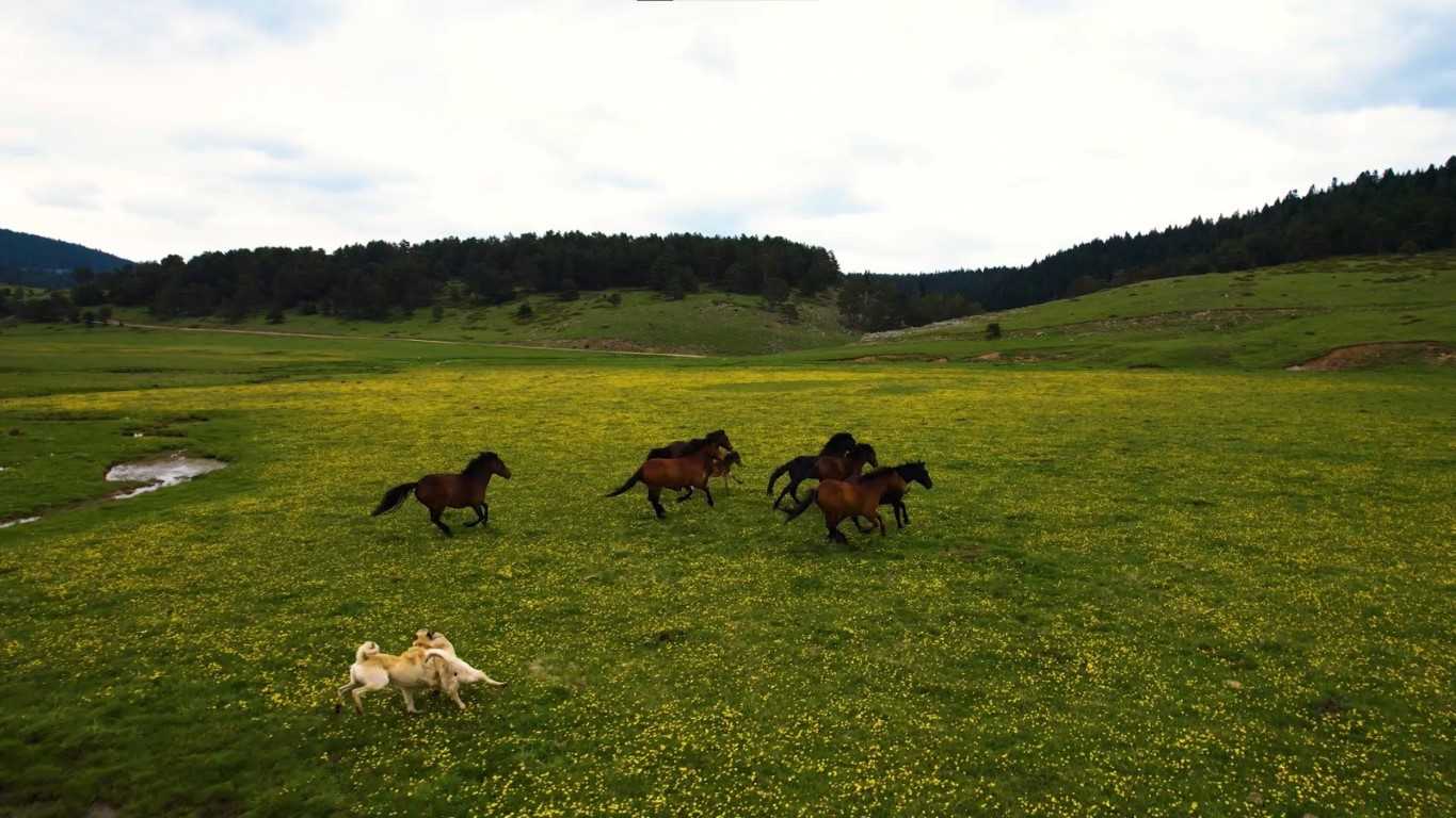 Yılkı Atlarının Vahşi Güzelliği Havadan Görüntülendi