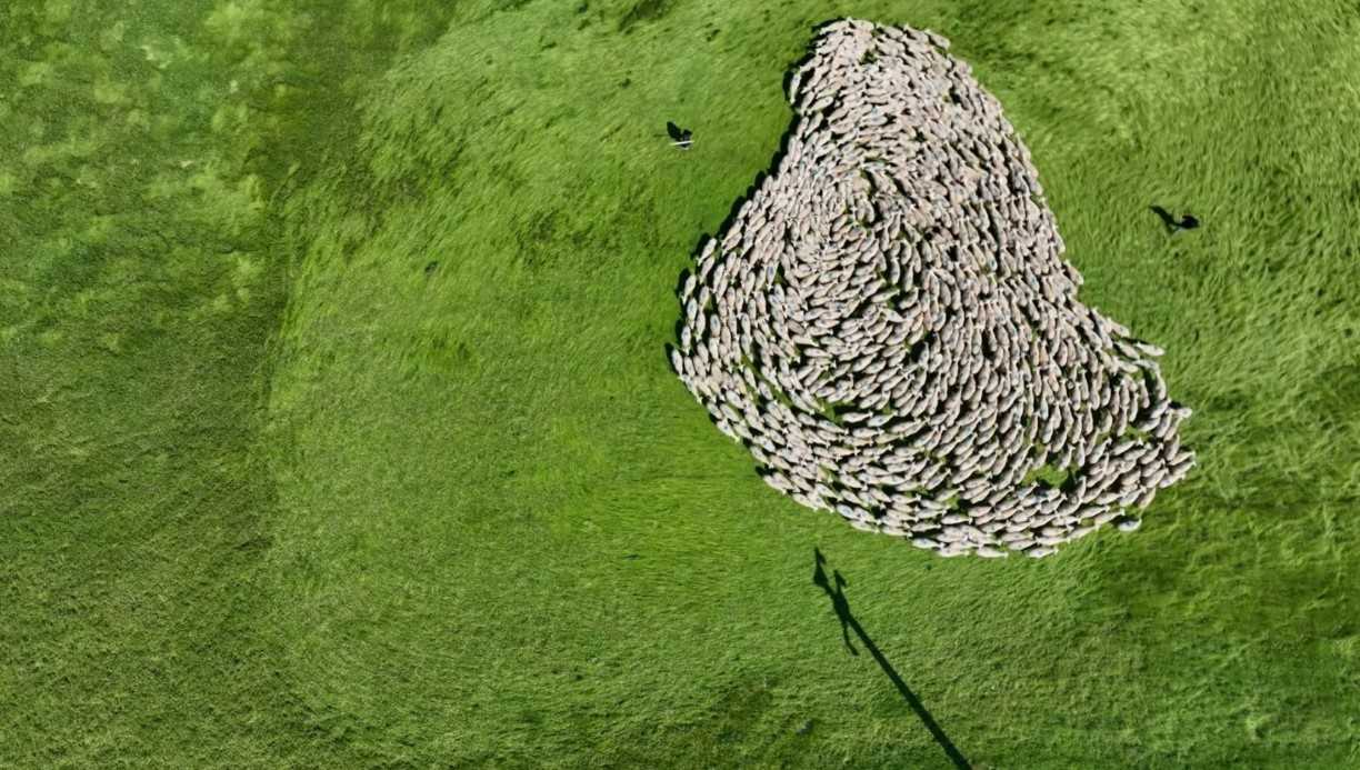 Meralarda binlerce koyundan görsel şölen