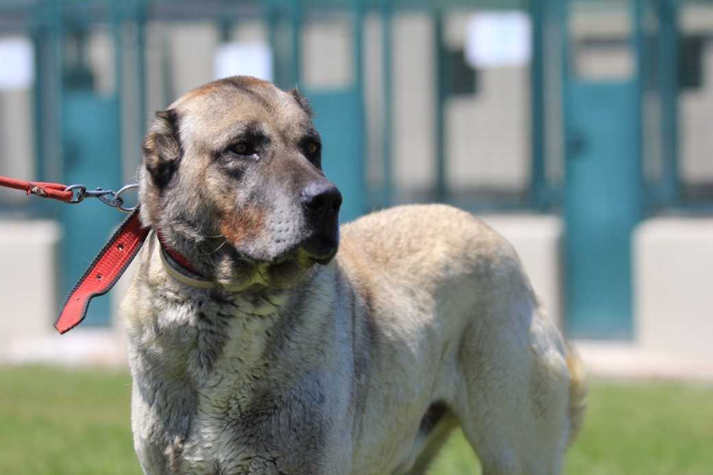 Yavru İçin 6 Ay Sıra Bekleniyor: İşte Nedeni…