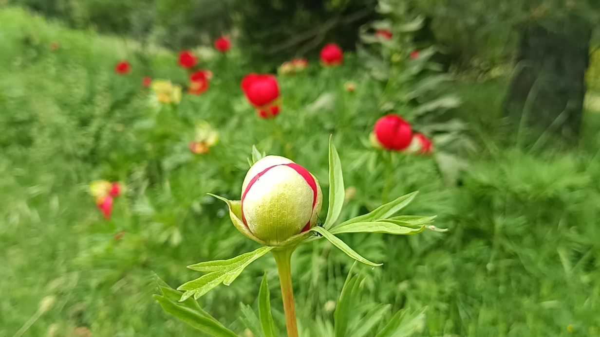 Bu çiçeği koparmanın cezası 557 bin 212 TL