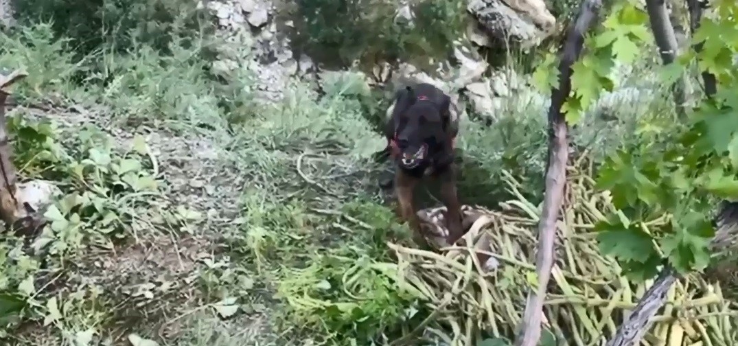 Dere kenarına gizlenmiş esrarı dedektör köpek buldu