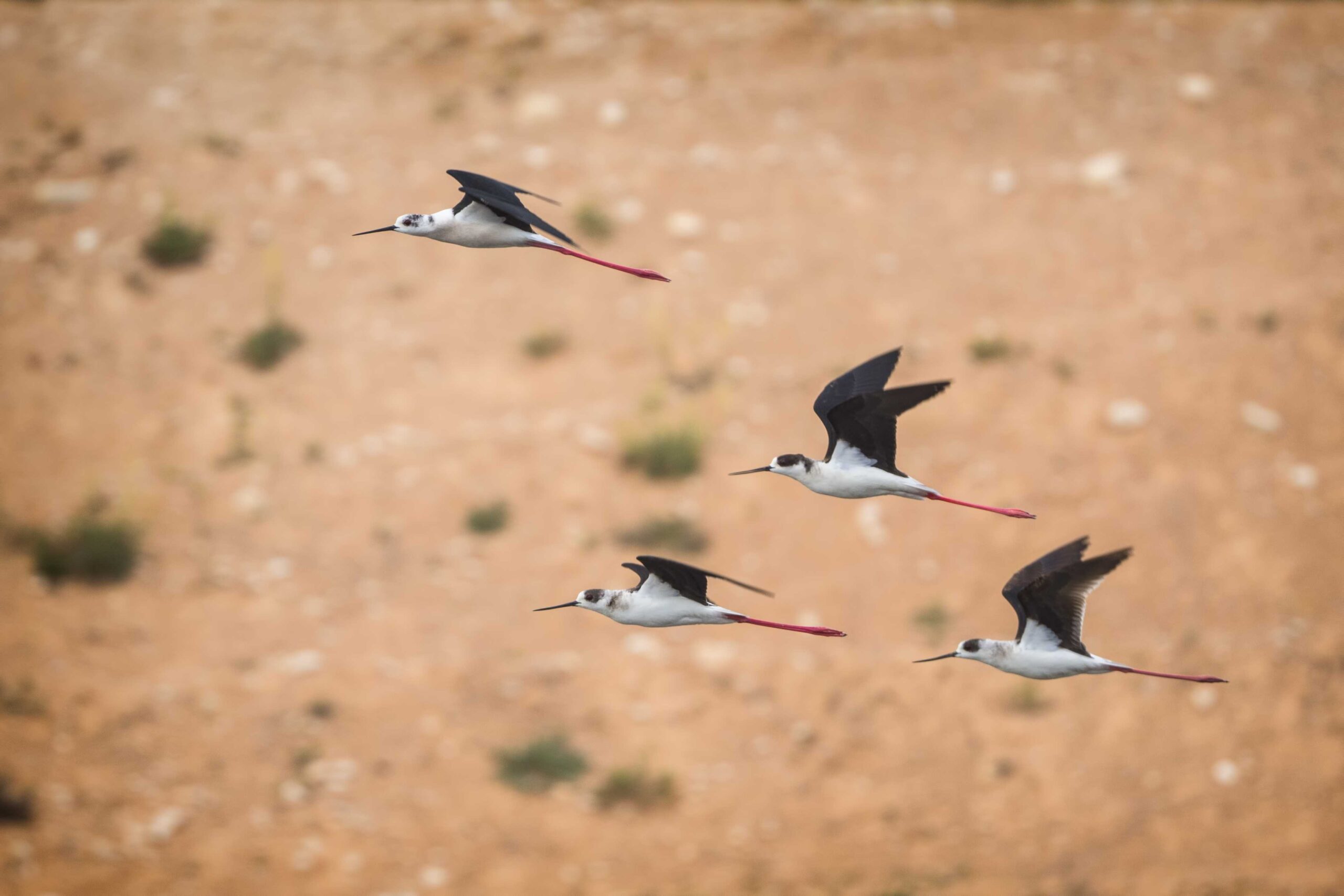 Milleyha Kuş Cenneti İçin Koruma Projesi Talimatı