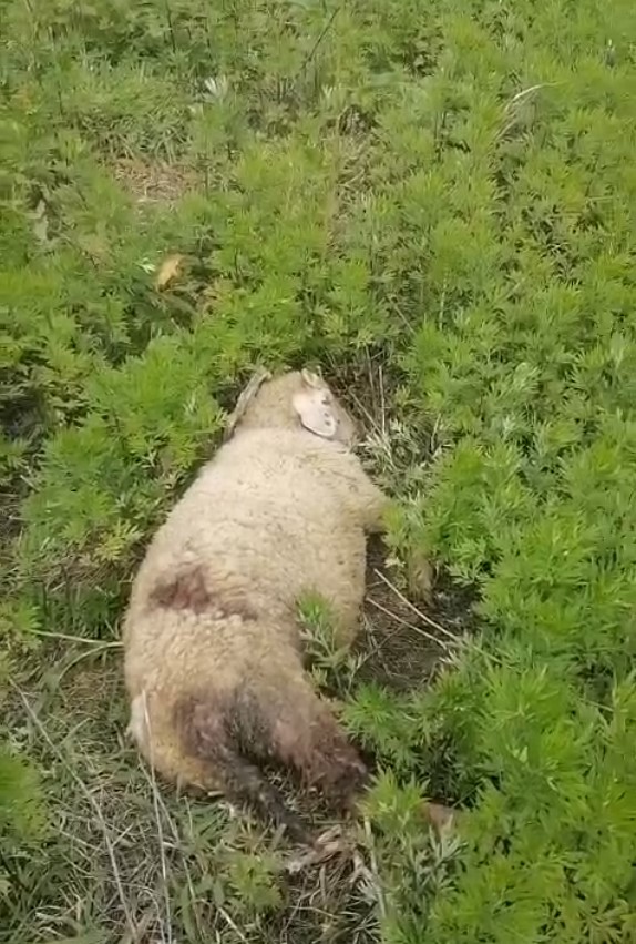 Başıboş köpekler 2 küçükbaş hayvanı telef etti