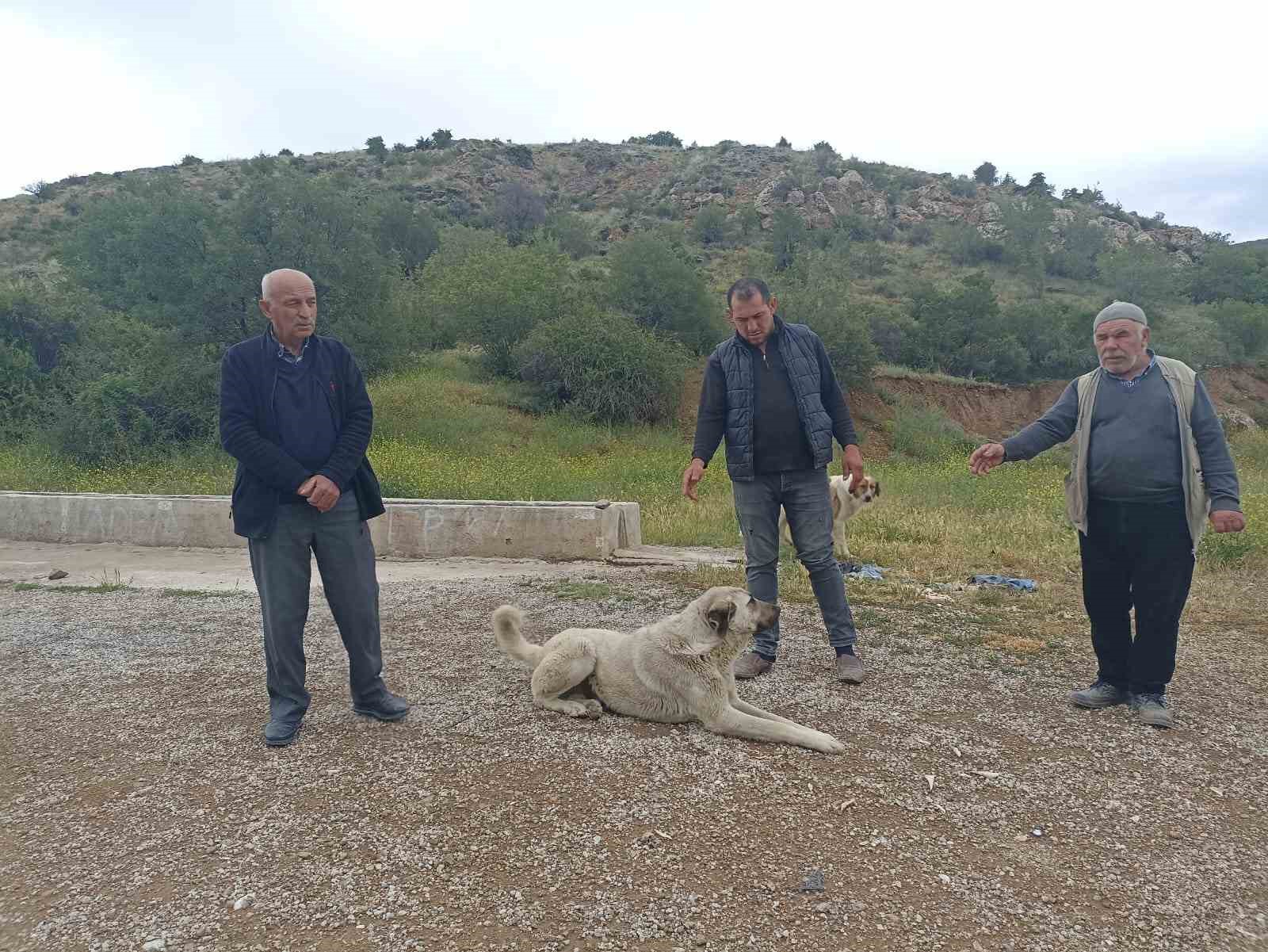 Başıboş Köpekler Mahallede Paniğe Neden Oldu