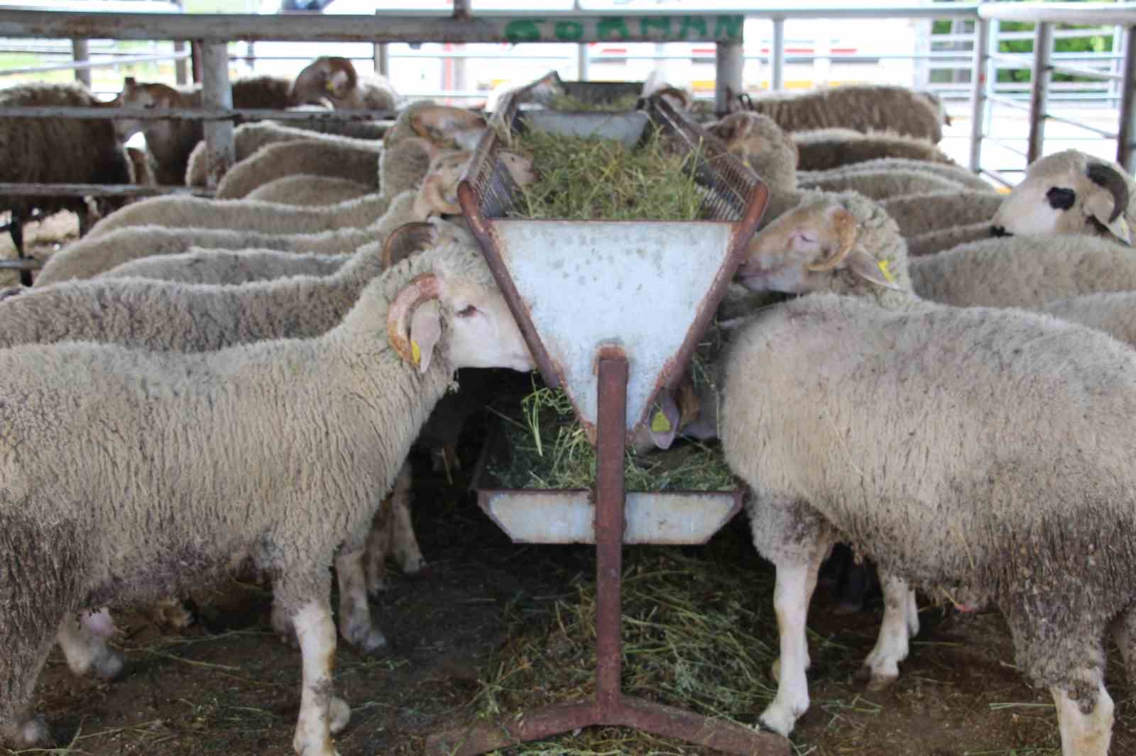 Bayrama günler kala hayvan pazarında sessizlik: “Alıcı da satıcı da kararsız”