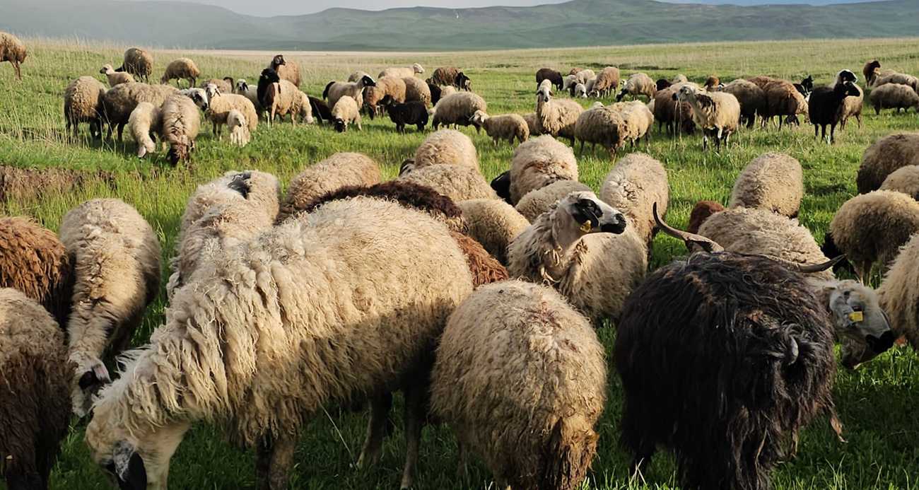 Besicilerin 7 aylık zorlu göçü başladı