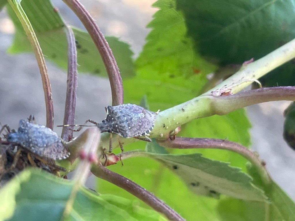 Bursa’da yüzlerce çiftçinin kabusu oldu…Kiraz, erik ve dutlarda büyük zarar