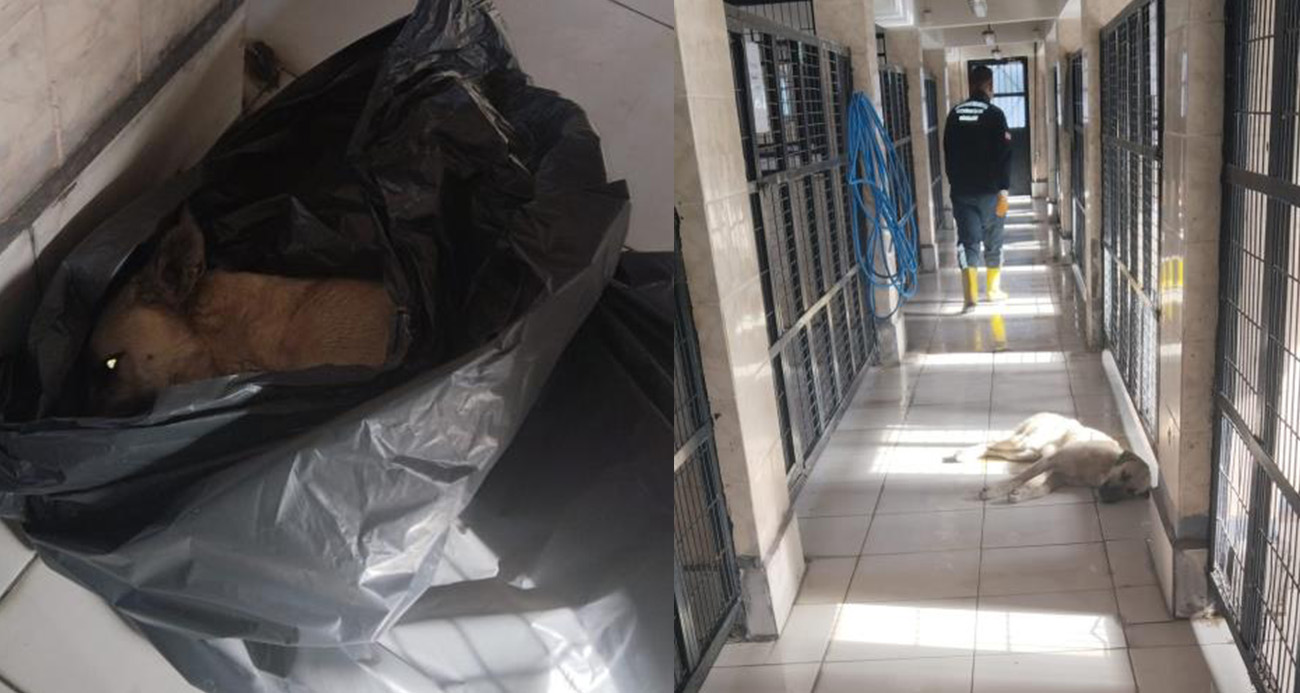 Osmangazi Belediyesi’nden bir hayvan katliamı daha..