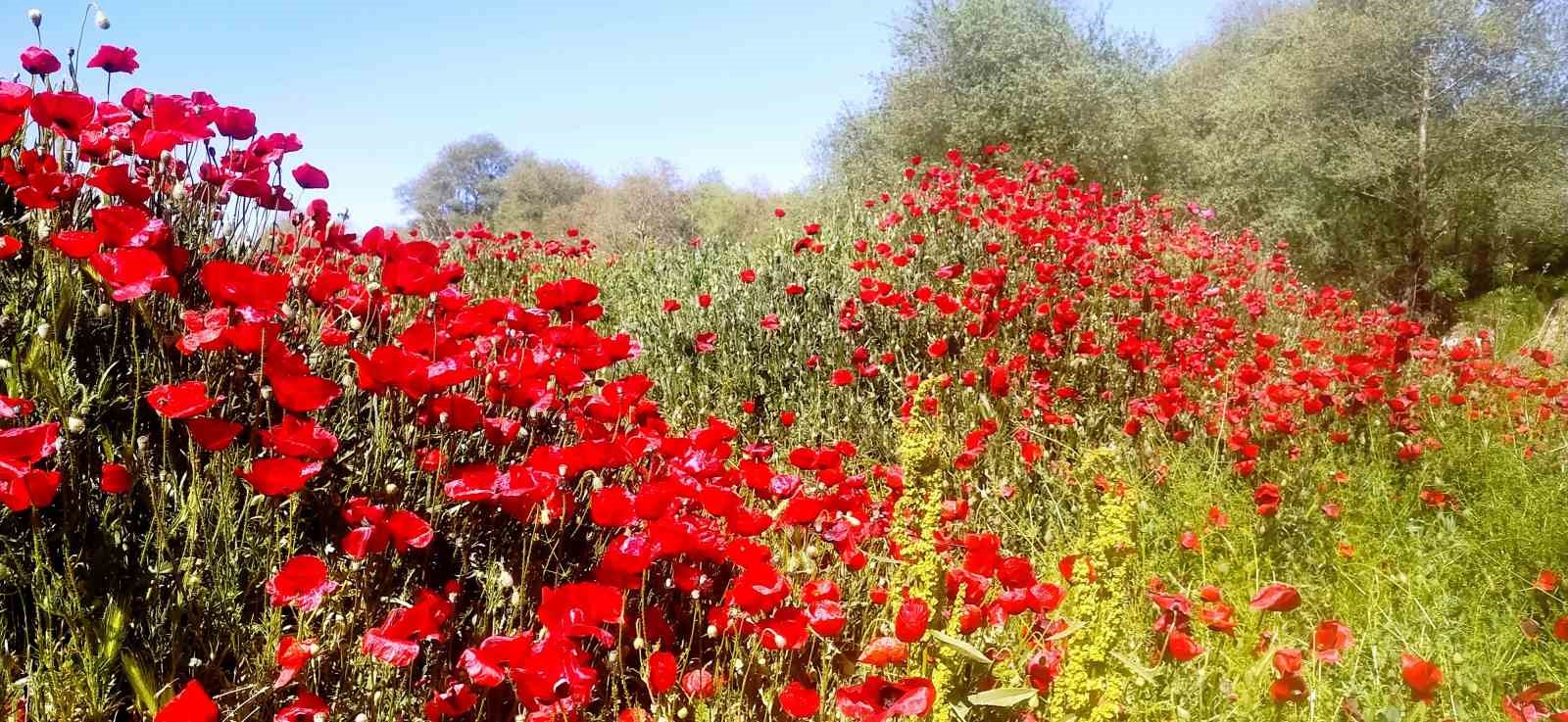Çay Kenarındaki Gelincik Bahçesi Fotoğrafçılar İçin Cennet