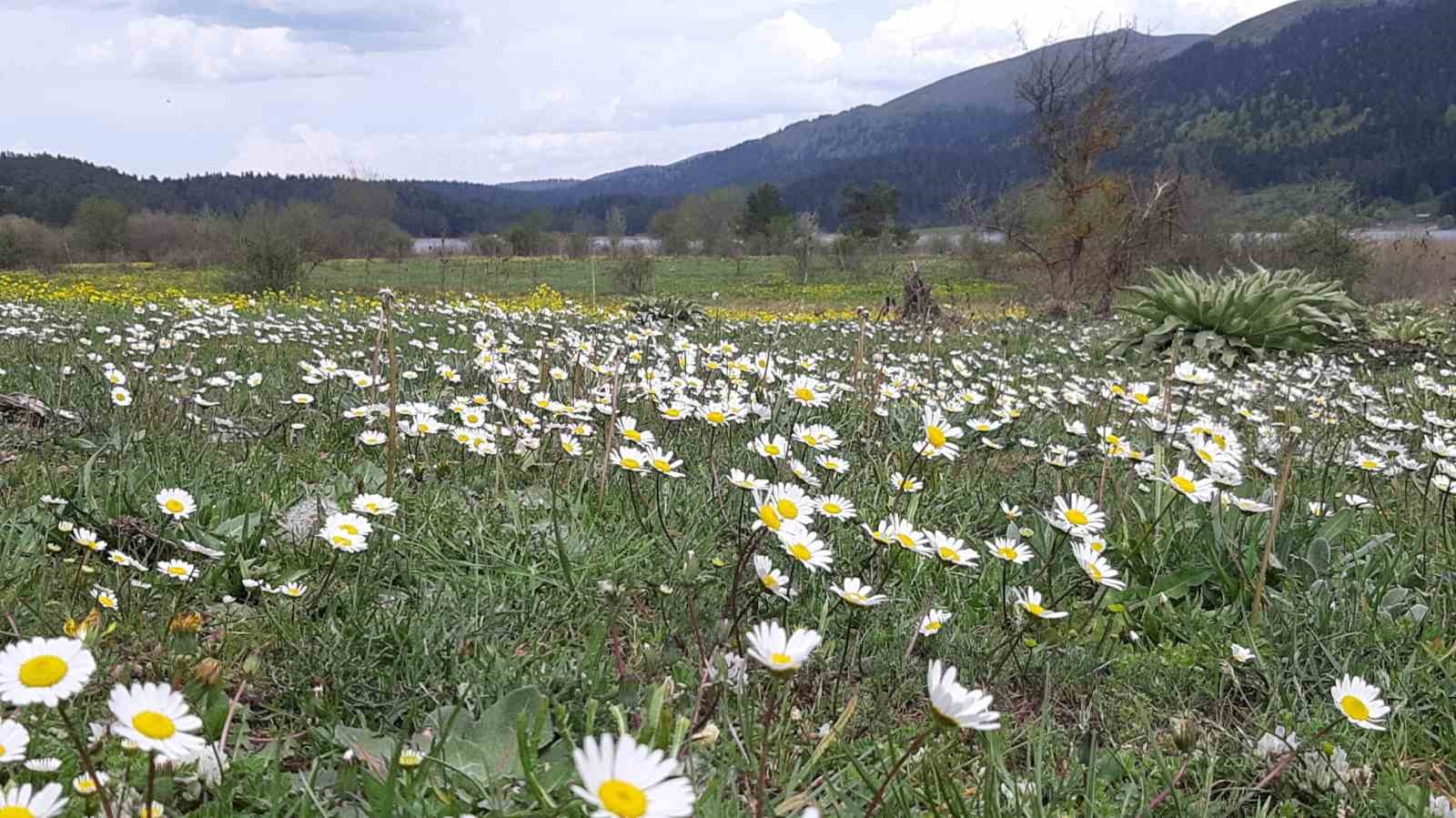 Doğanın Renk Cümbüşü: Çiçekler Göz Kamaştırdı