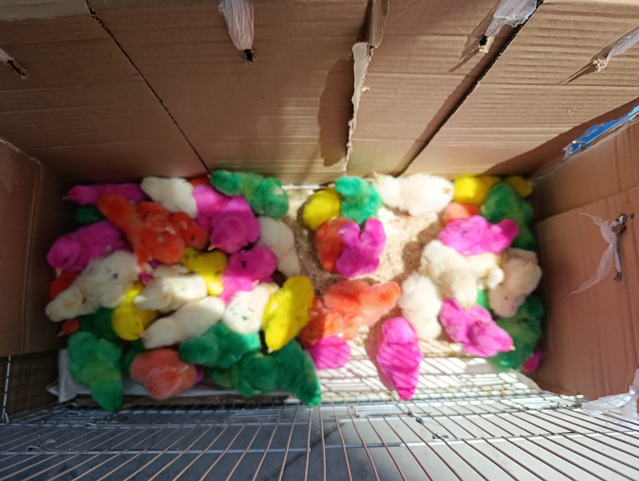 Renkli Civcivler Van’da Görücüye Çıktı!