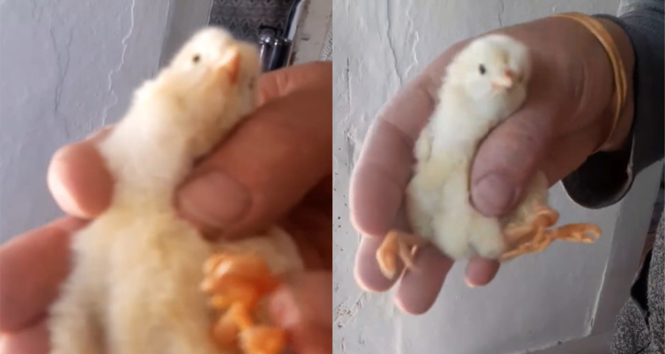 Yumurtadan 4 ayaklı civciv çıktı: Sebebini veteriner açıkladı