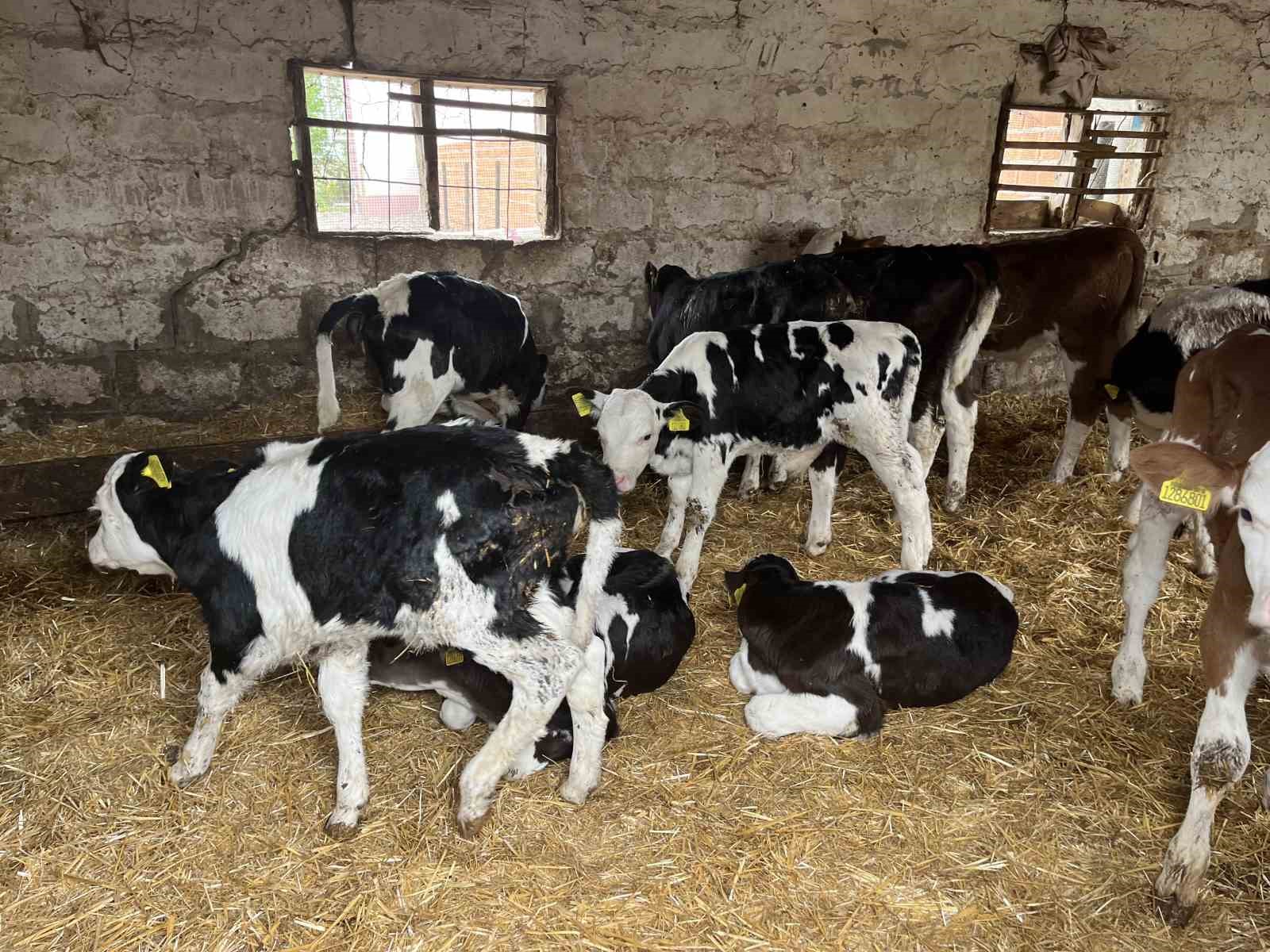 Devlet Desteğiyle Büyükbaş Hayvan Sayısını 86’ya Çıkardı