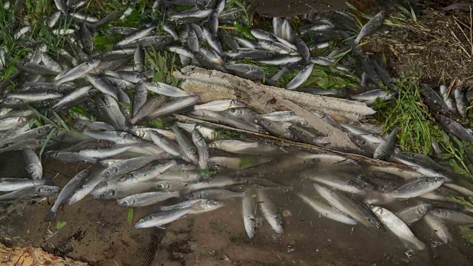 Devrilen Tırdan Yola Saçılan Kilolarca Balık Telef Oldu