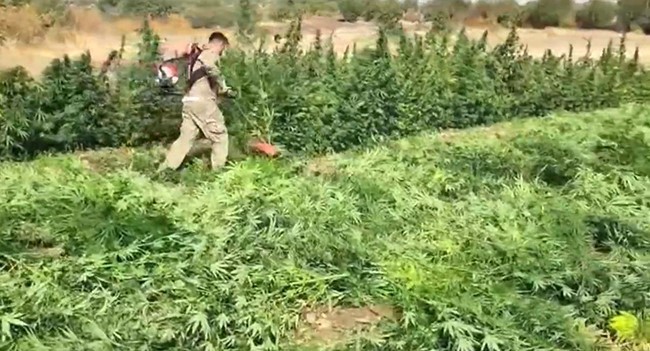 Diyarbakır’da Dev Operasyon: 3 milyon 476 bin adet kök kenevir ve skunk ele geçirildi: 7 gözaltı