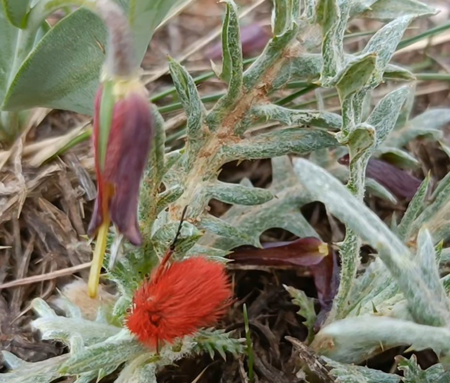 İki endemik tür aynı karede