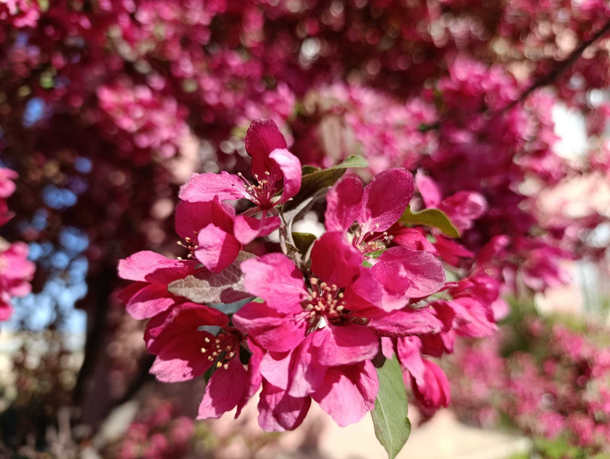 Süs Elması (Malus ‘Royalty’) Bahçelerde Renk ve Canlılık Katıyor