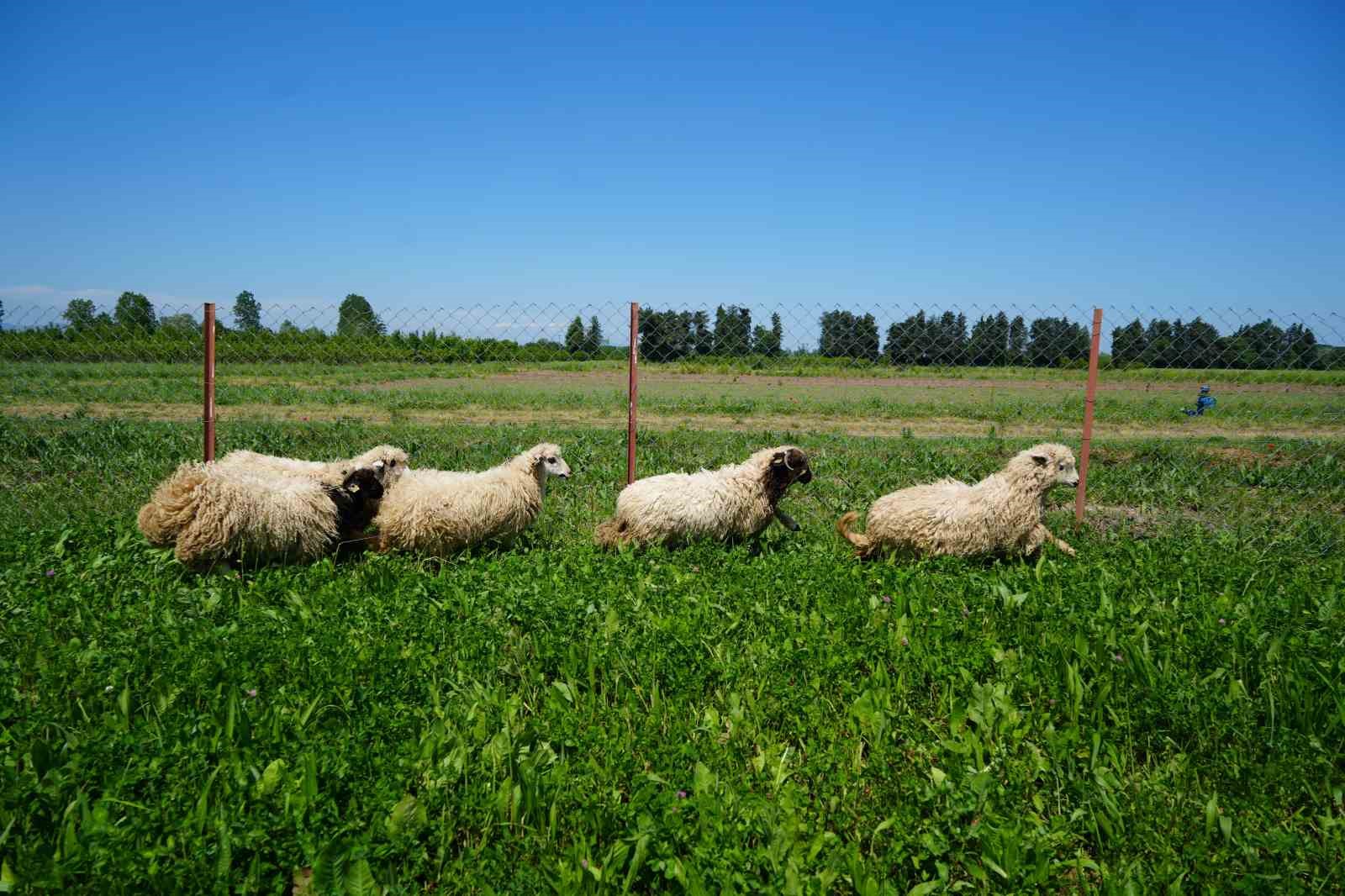 Et Fiyatlarını Dengeleyecek Proje: Yapay Meralar Devrede