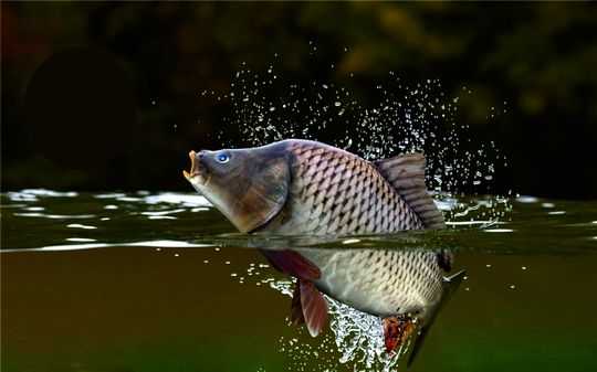 Van’da sazangiller için av yasağı başladı