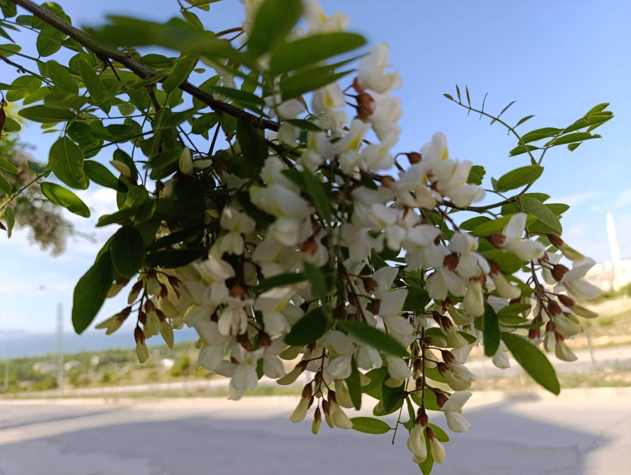 Baharla Gelen Mis Gibi Koku: Akasya Ağaçları Van’da Çiçek Açtı