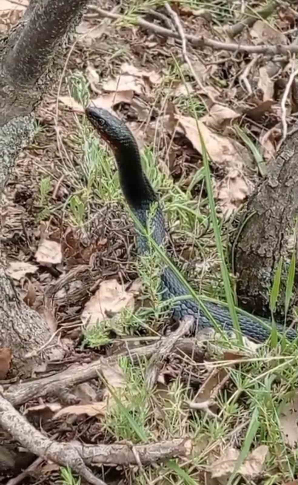 Hakkari’de görülen kara yılan paniğe neden oldu