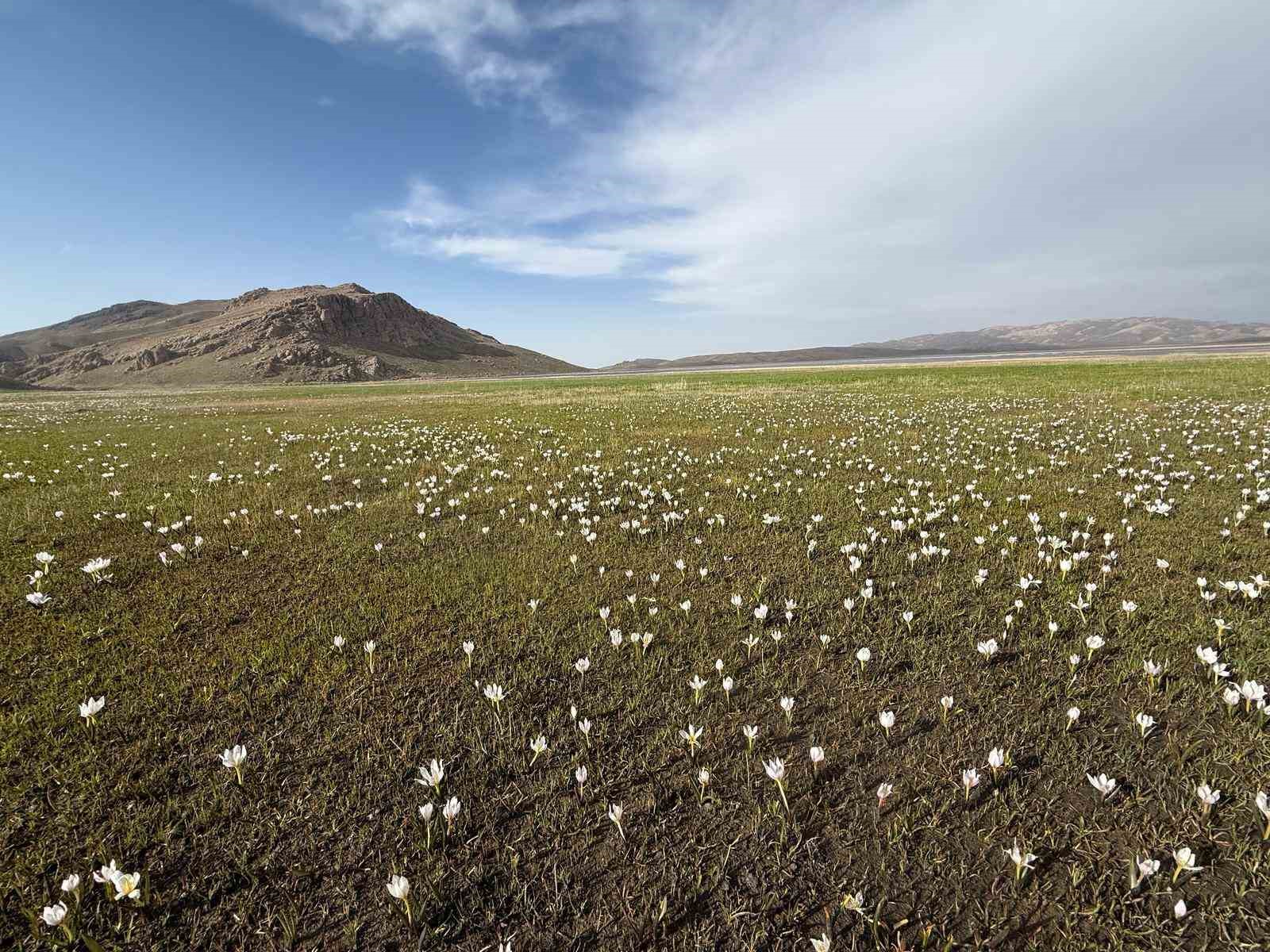 Keşiş Gölü kardelenlerle bezendi