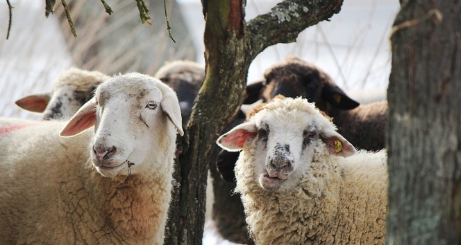 2025 Vekaletle Kurban Bedelleri Açıklandı: Yurt İçi ve Yurt Dışı Fiyatları