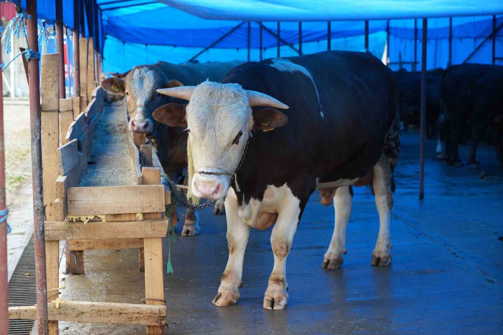 Kurban Seçerken Bunlara Dikkat!