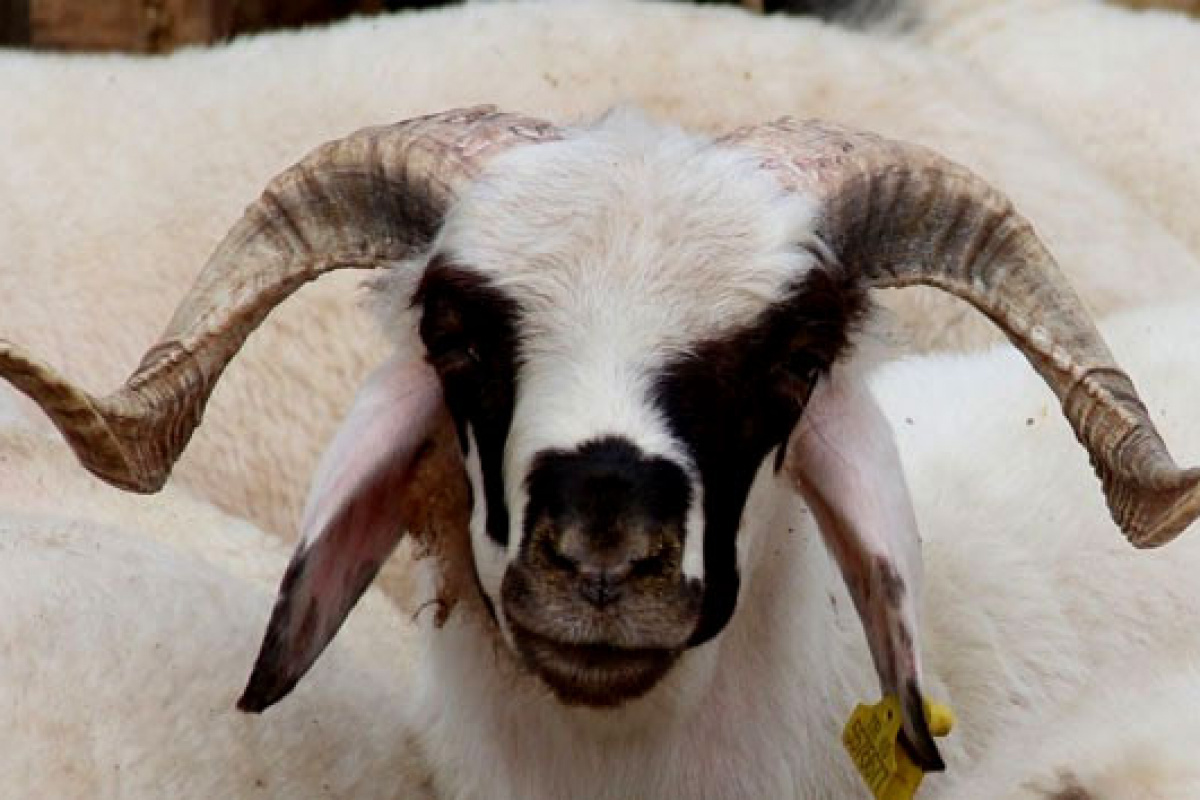 Bayram Tatili 9 Gün mü Olacak? Gözler Kabine’de!