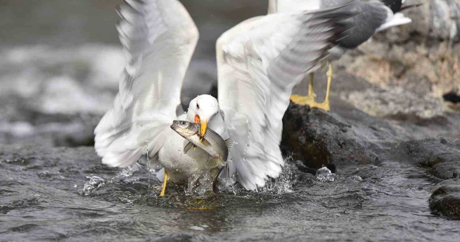 Van Balığının Martılarla Nefes Kesen Mücadelesi