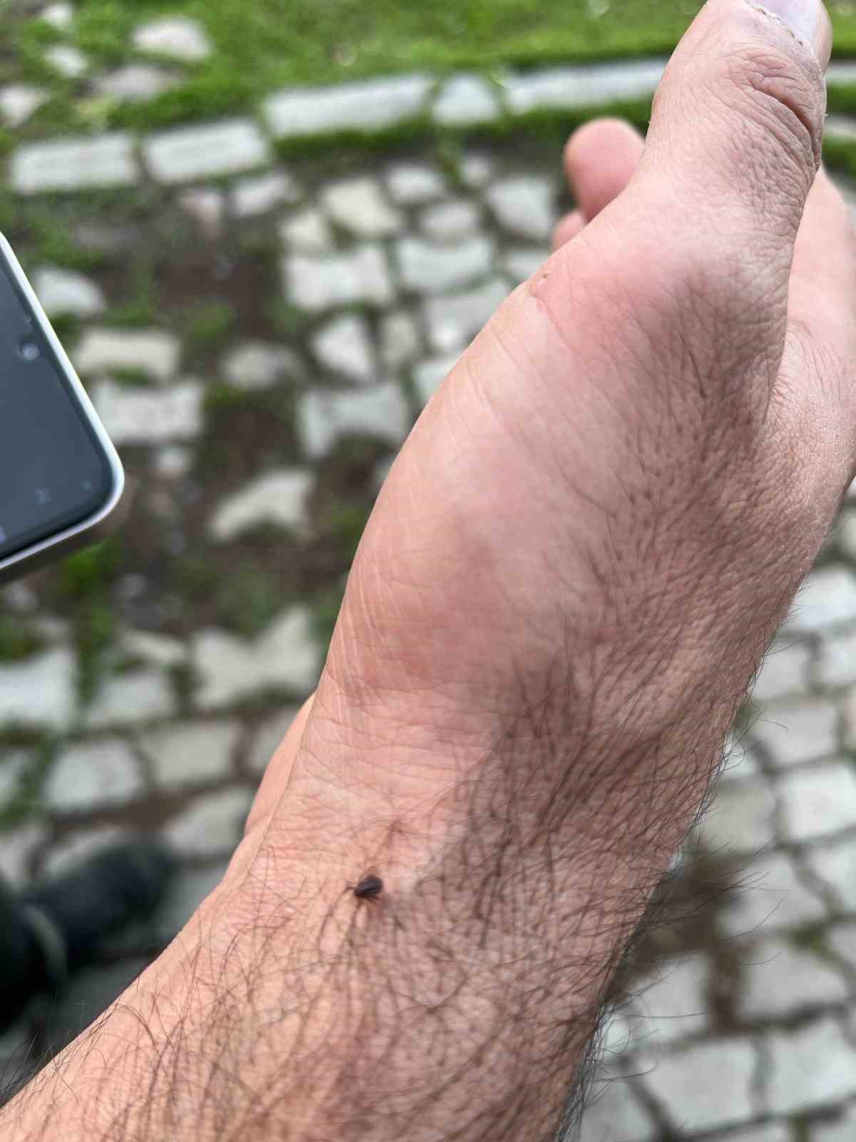 Meralardaki Canlanma, Keneleri Beraberinde Getirdi!