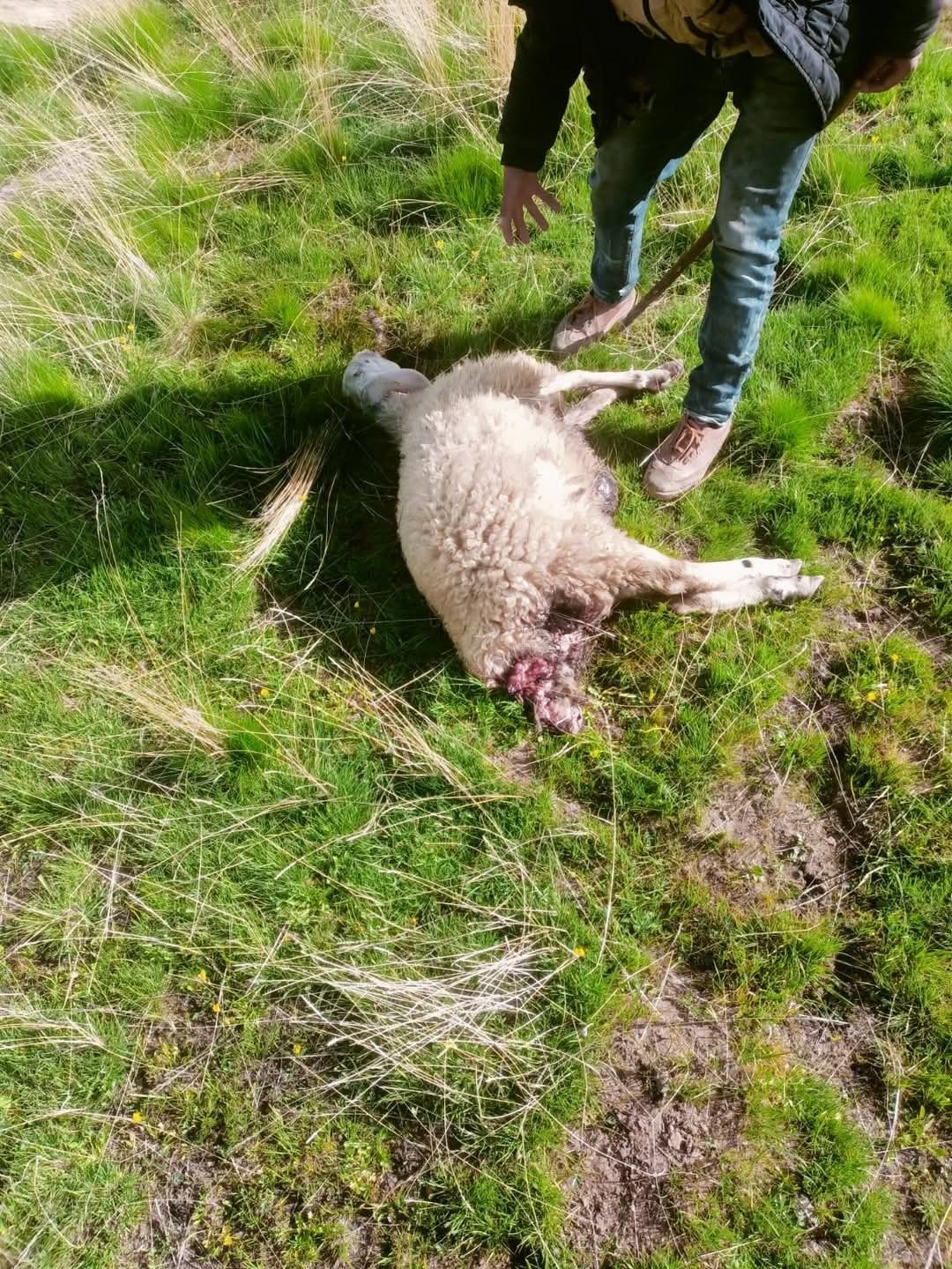 Muradiye’de sürüye saldıran kurtlar kuzuları telef etti