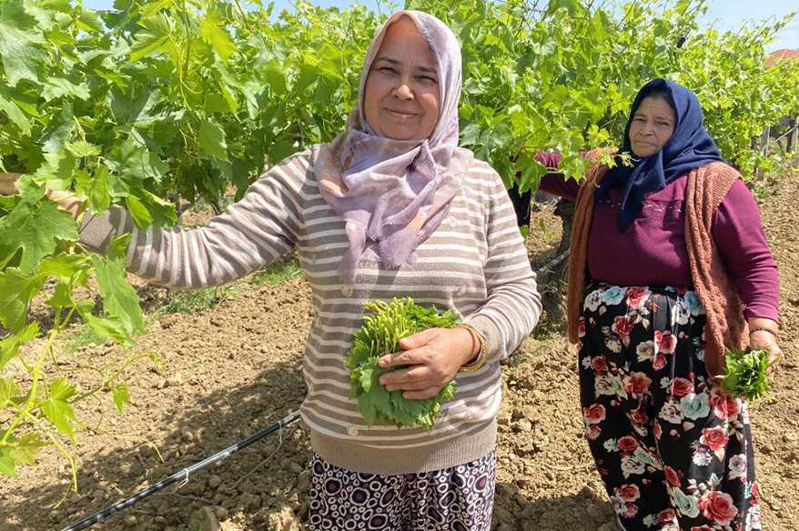 Yaprağı meyvesinden daha çok kazandırıyor