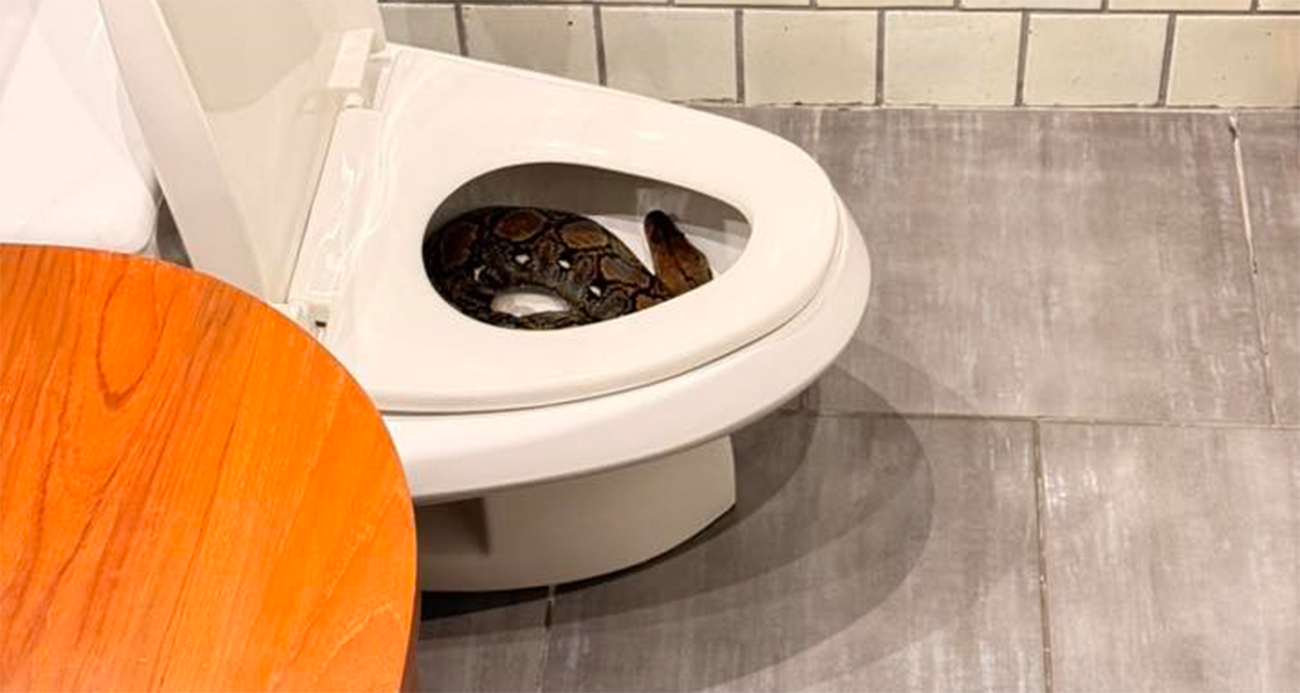 Tayland’da Korku Dolu Anlar: Tuvaletten Dev Piton Çıktı!