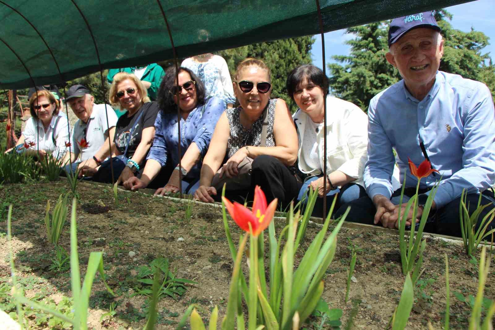 Türk Lalesi’nin Büyüleyici Sırrı: Sadece 2 Hafta Açıyor!