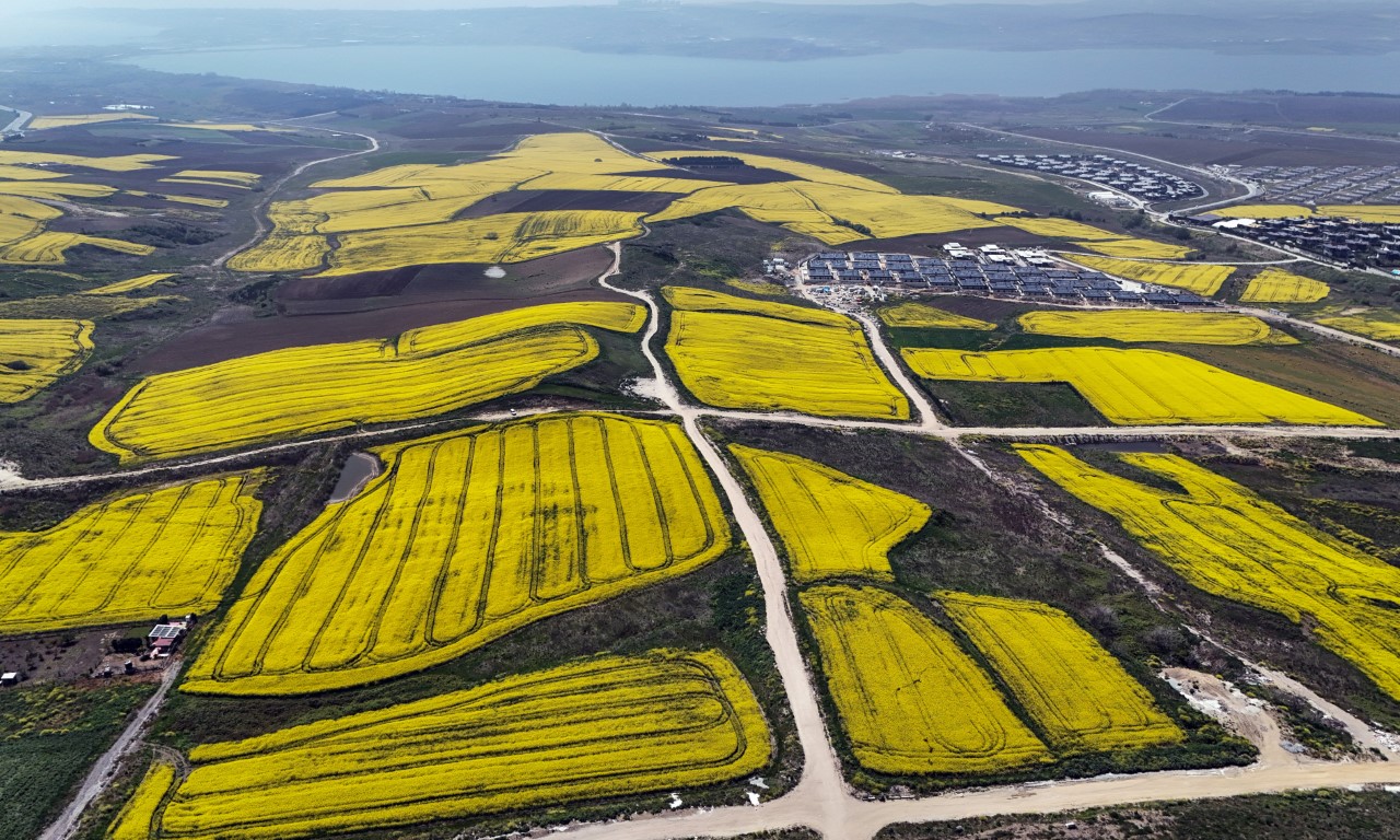 İstanbul kanola tarlaları ile süslendi