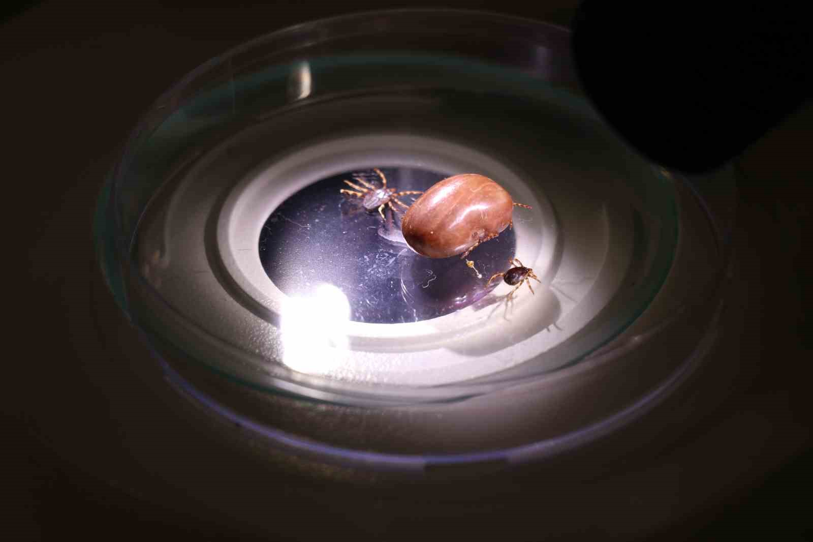 Hayvanlardaki Keneler İçin Uzmandan Kritik Uyarı