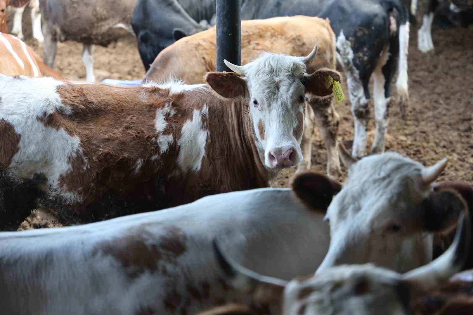 Uzmanlardan kurbanlık seçimi uyarısı: Yaş, kilo ve et kalitesine dikkat