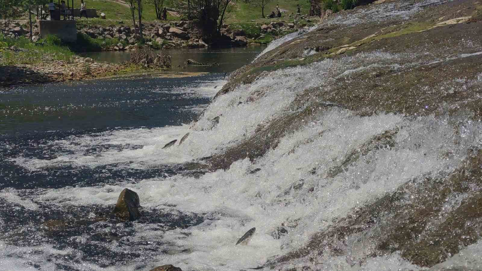 Van Gölü’nün Mucizesi İnci Kefali, Üreme İçin 23 KM Yol Kat Ediyor