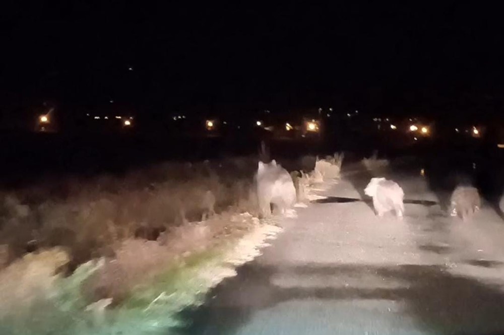 Van’da ayılar ikinci kez arı kovanına saldırdı