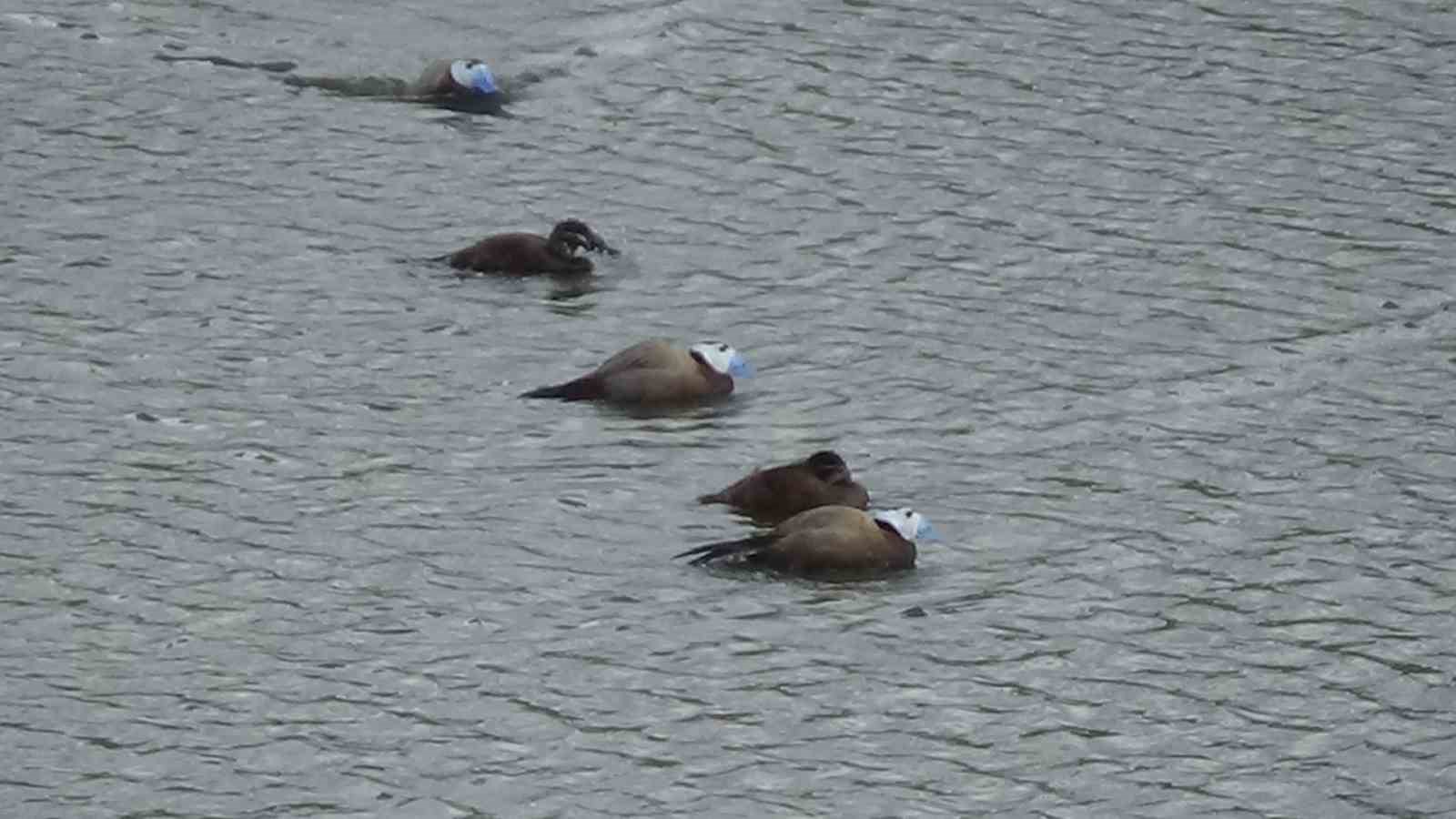 Van’da koruma tedbirleri işe yarıyor: Dikkuyruk sayısı arttı