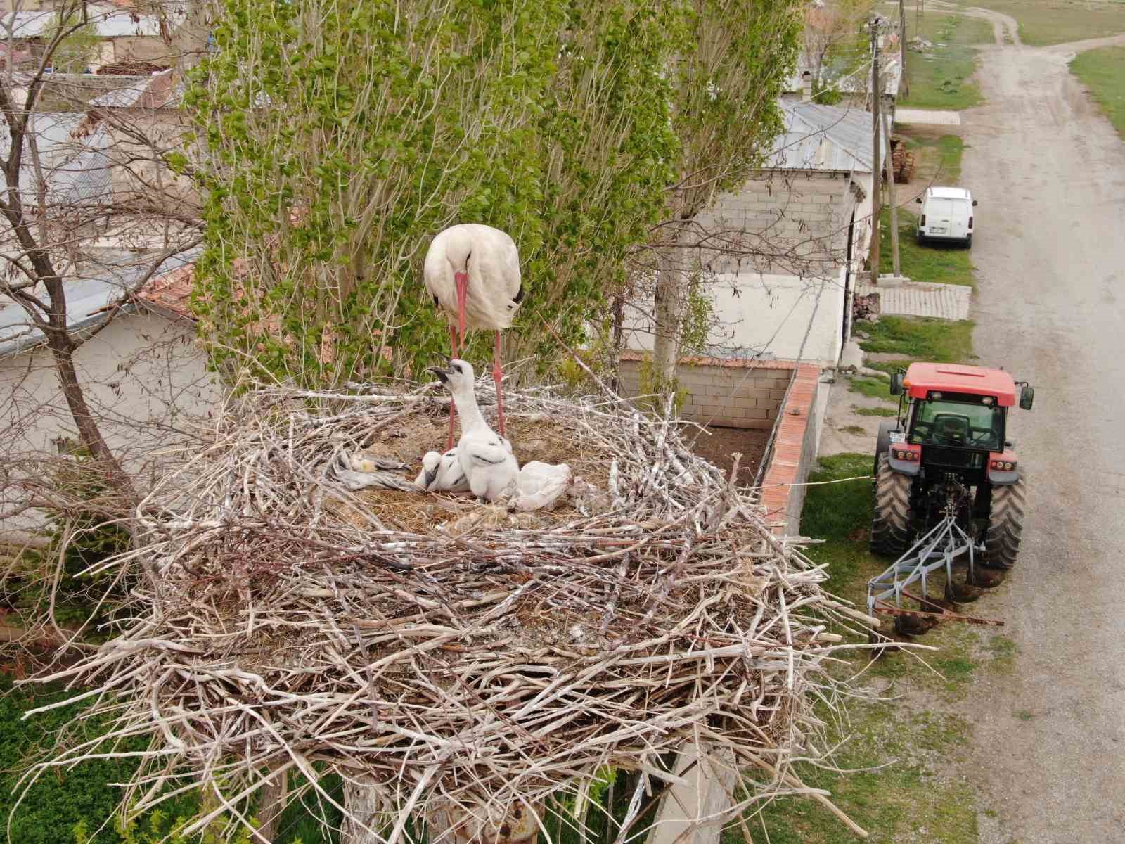 Van’da leylekler 48 yıldır aynı direğe yuva yapıyor