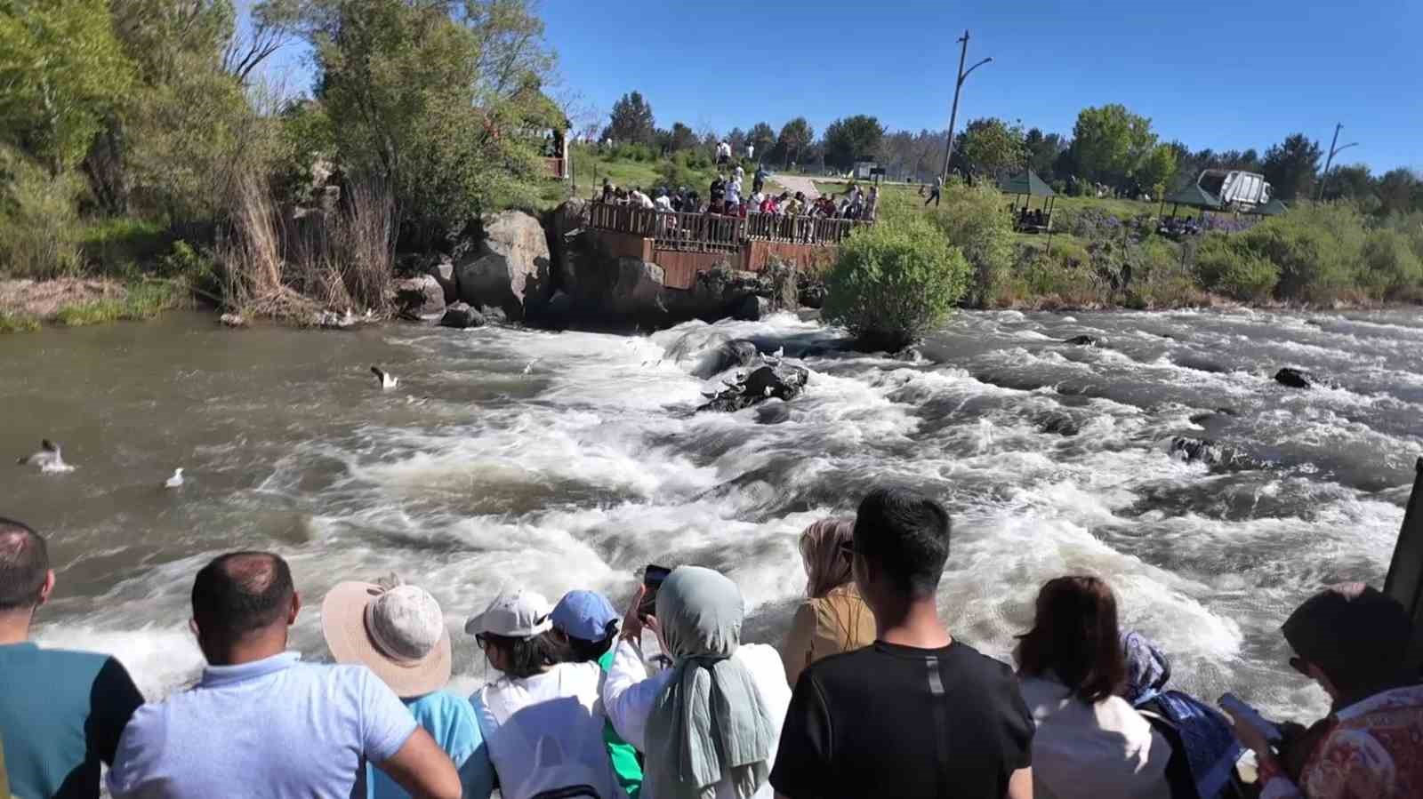 Van’da uçan balıkların göçüne yoğun ilgi