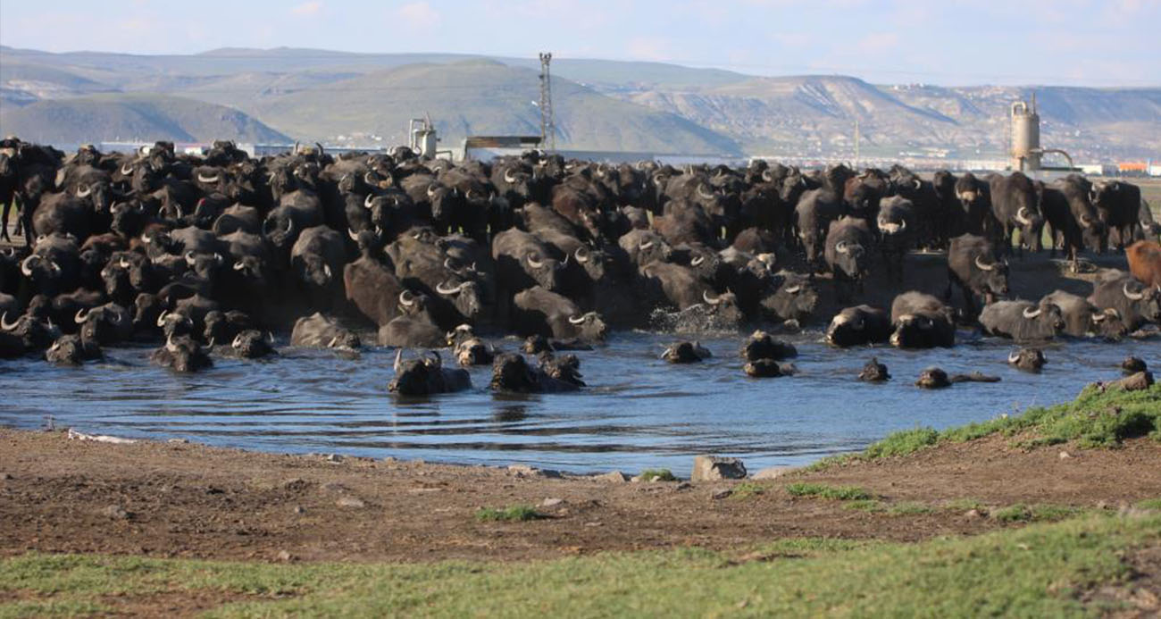 Belgesel tadında manda yolculuğu