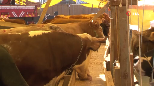 İlahiyatçı Yazar Osman Ünlü, kurban hakkında merak edilenleri açıkladı