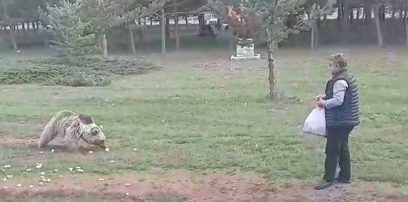 Yaban ayısıyla dostluk kurdu, eşi o anları kayıt altına aldı