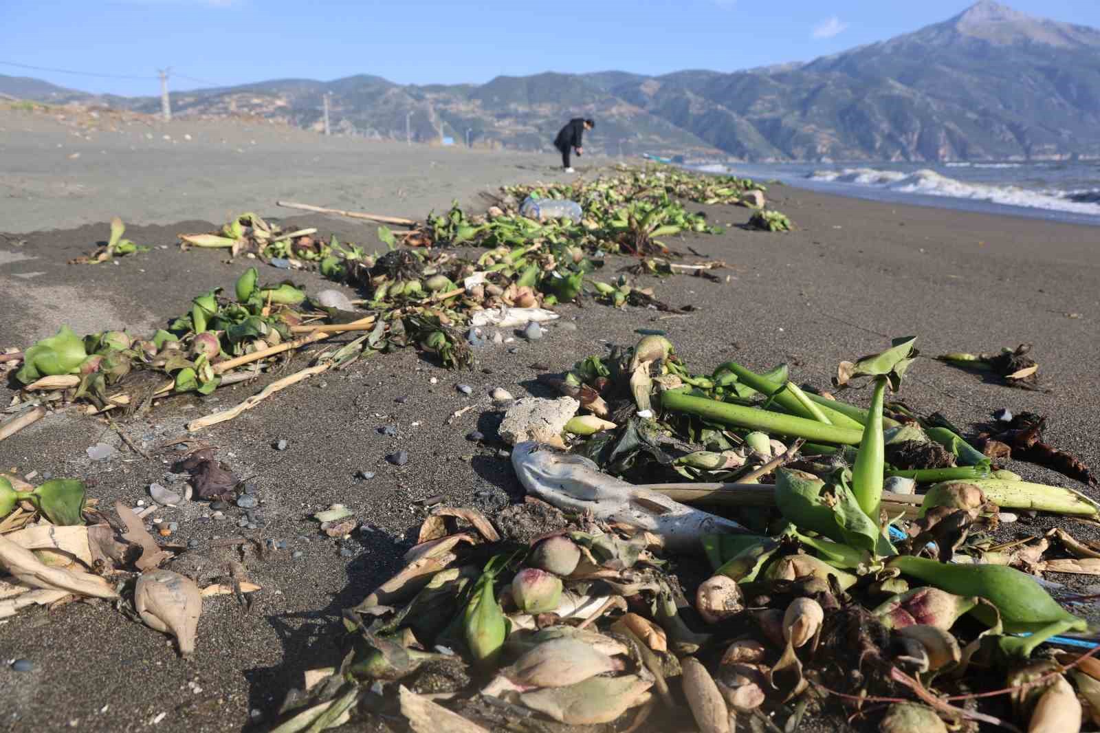 Yağışla Denize Akan Tatlı Su Balıkları Telef Oldu