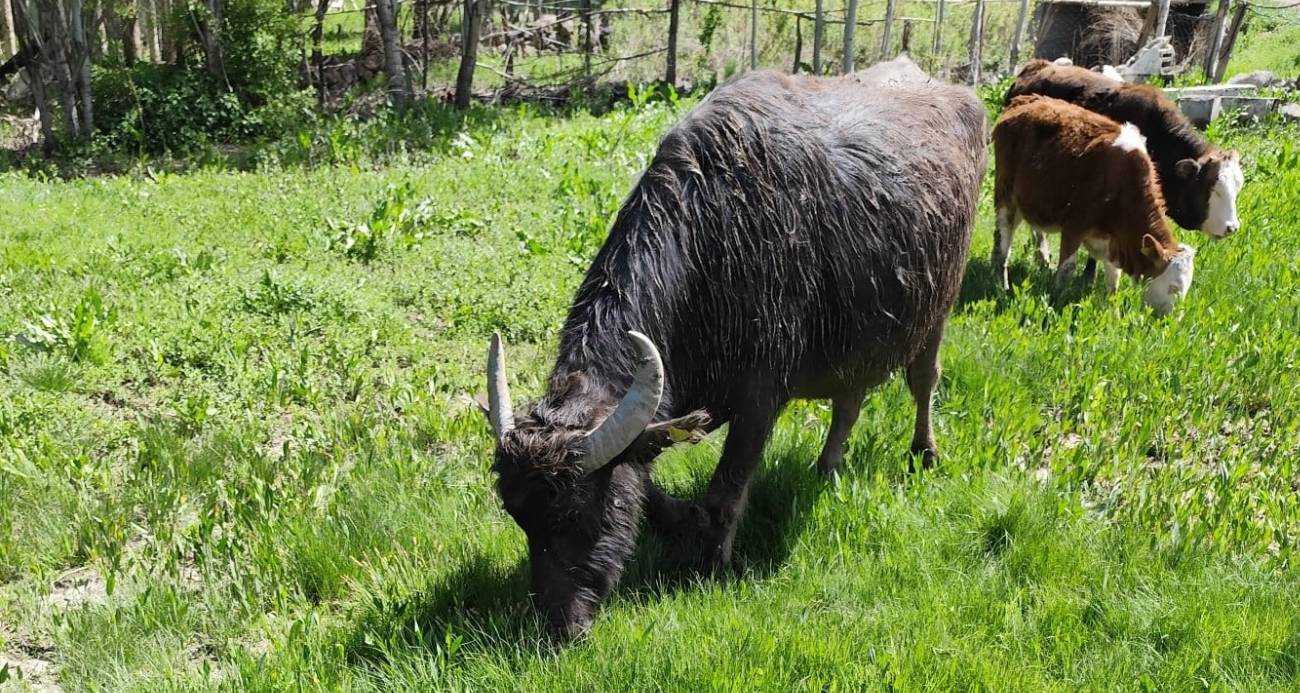 Azimli Manda! Nehir Aştı, Kilometrelerce Yürüdü