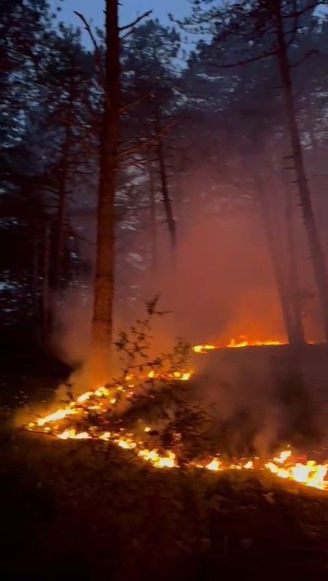 Yıldırım Çarptı, Orman Yandı!